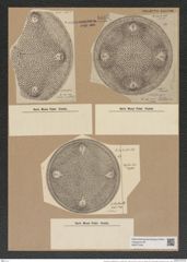 Aulacodiscus margaritaceus var. moelleri (Grun.) Rattr. (de-Toni-Nr.: Genus 182, Species 4515) Zeichnungen Sammlung Grunow Nr. 8097 (NHMW-BOT-W0377434)